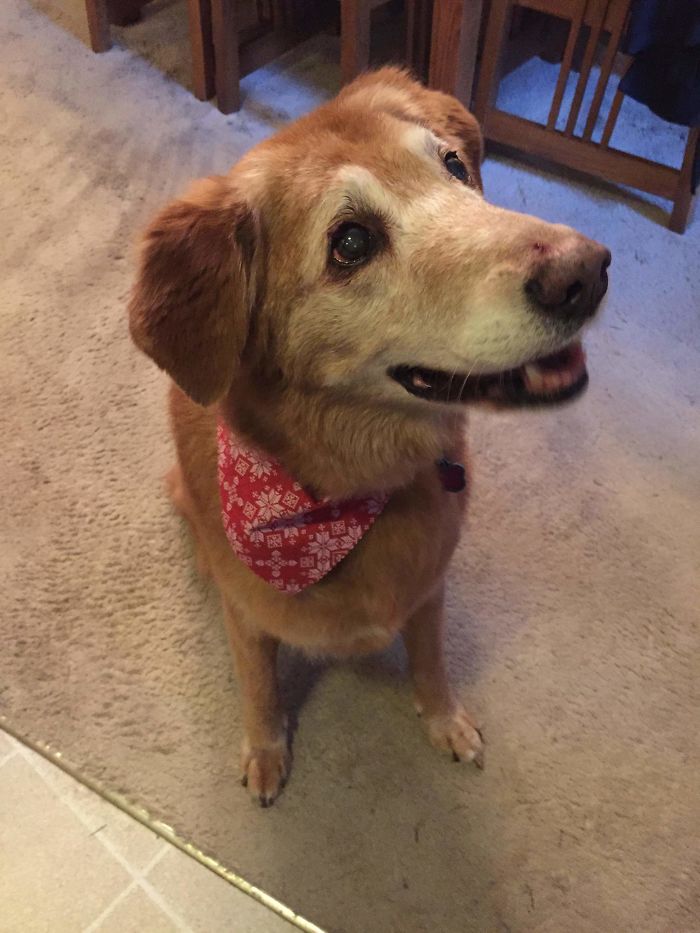My Old Lady Sunny (14-15) Went To A Groomer For The First Time And Loved It. Everyone Said She Was So Sweet