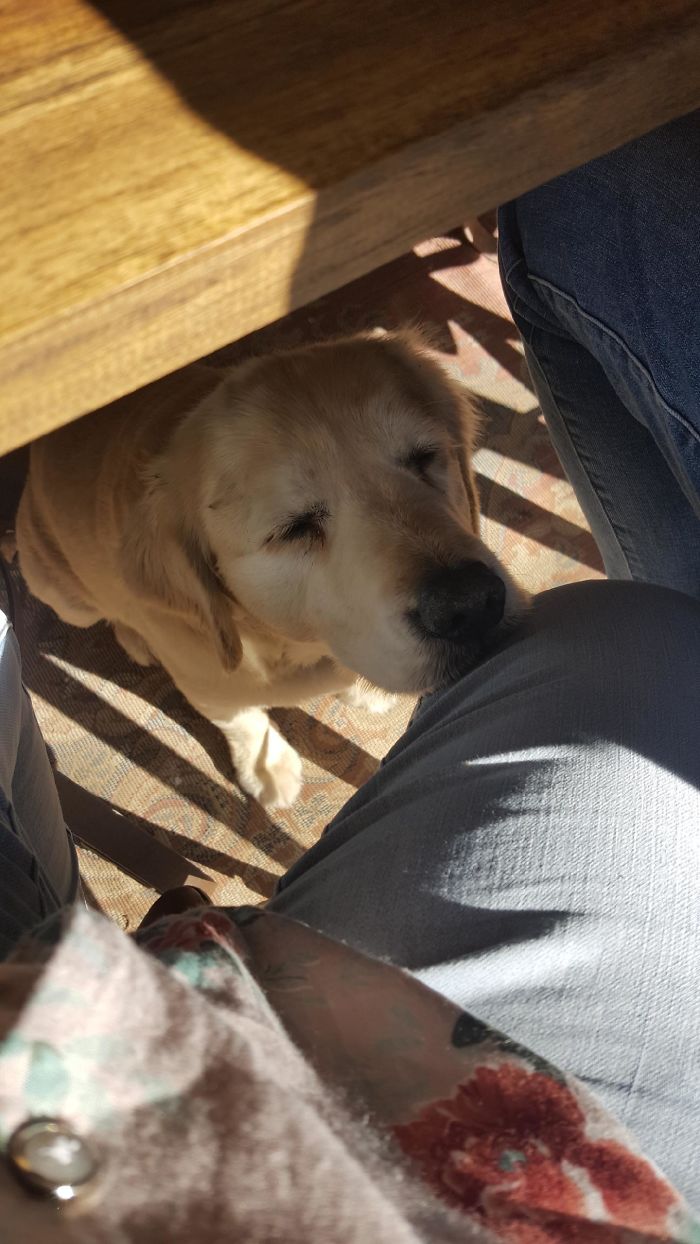 My Mum And I Recently Went To A Restaurant And Because We Were The Only Ones There, The Owner's Dog Decided To Say Hello