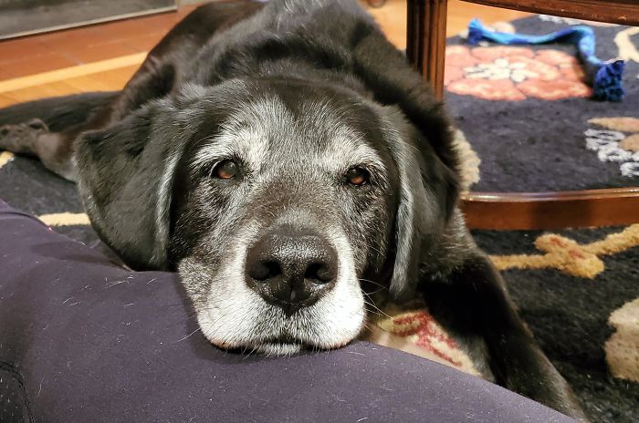 Old Man Dexter (11) Keeps Getting More Handsome With Age