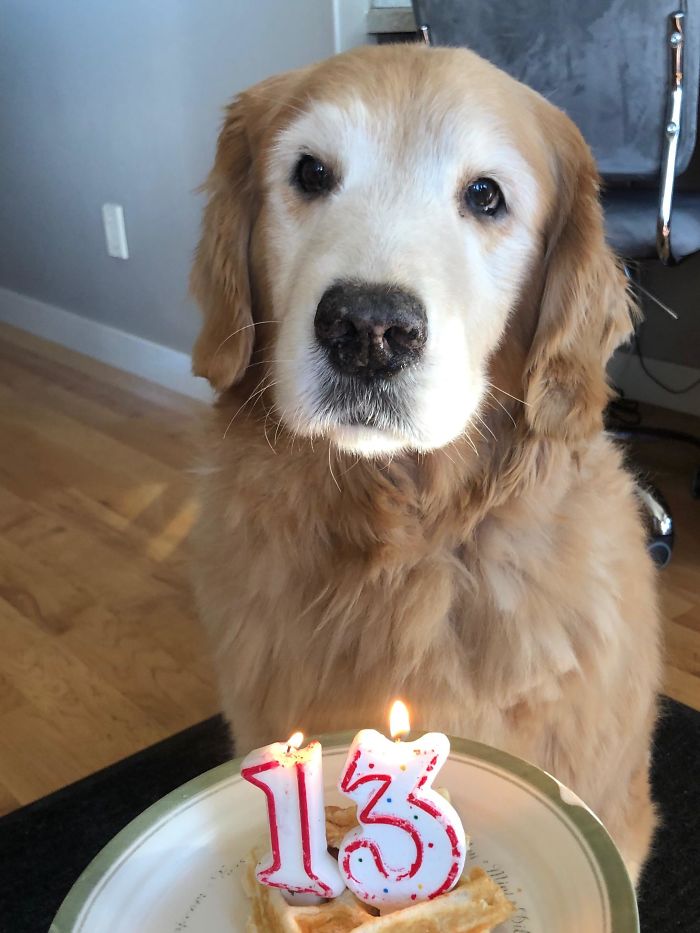 My Old Girl Turned 13 Today