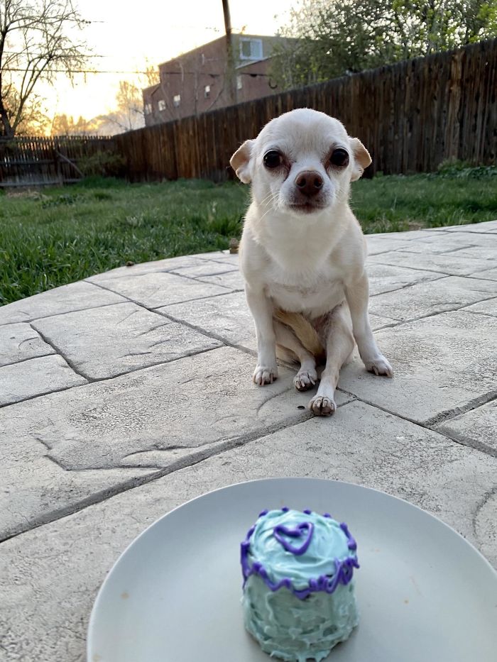 Chula Turned 14 This Week. Cake To Celebrate