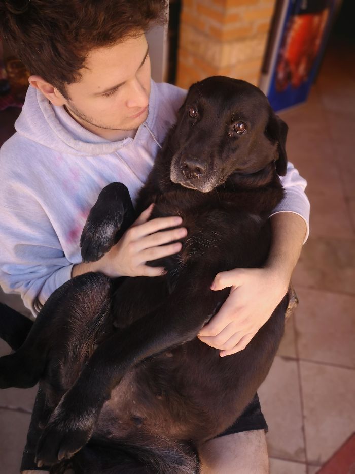 So, This Is Athena, She Is A 9-Year-Old Labrador. As You Can See She's A Chunker But She Gets Jealous When She Sees Our Smaller Dogs On Our Laps And Throws A Fit