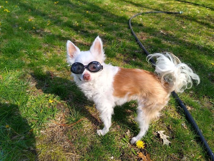 My 15-Year-Old Chihuahua Has Very Sensitive Eyes Due To Iris Atrophy. Here She Is In Her "Doggles"