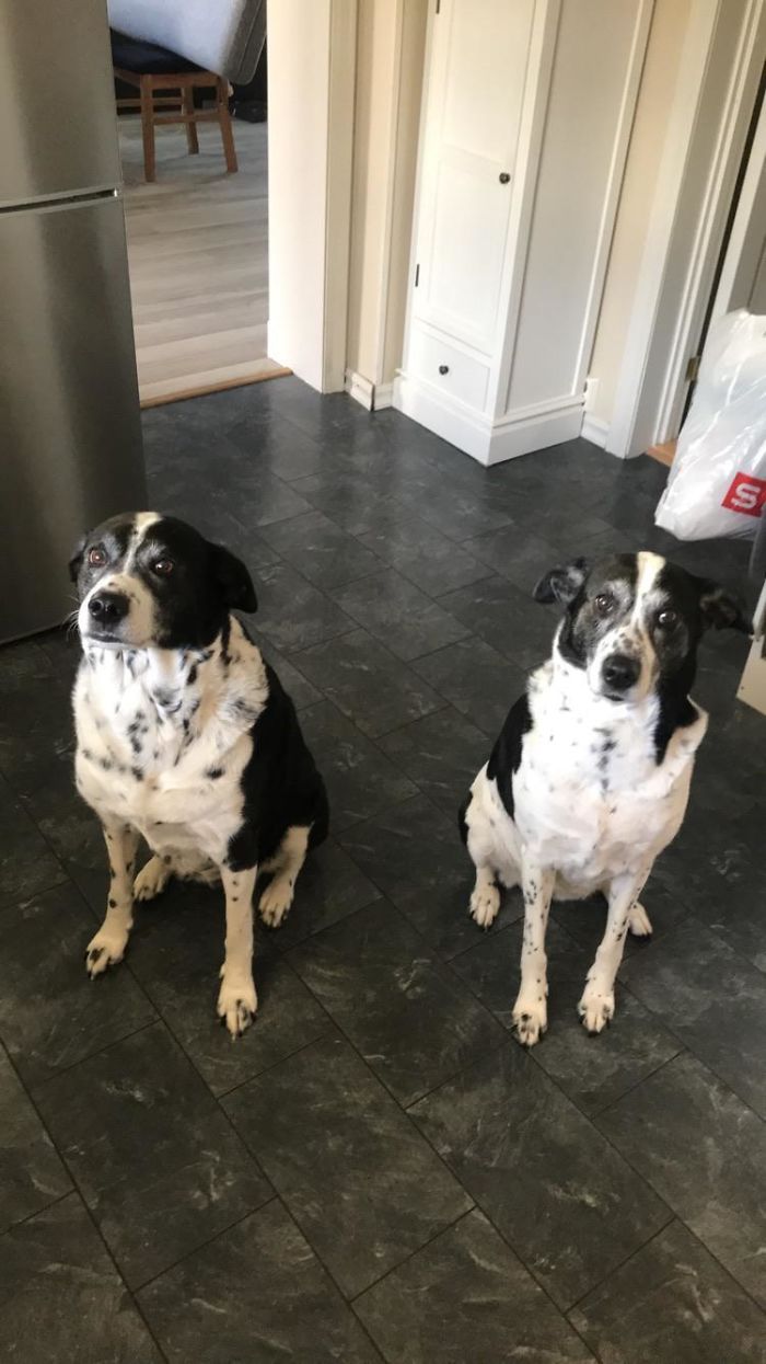 Here Is A Picture Of My Dogs, They Are Siblings And They Are 11 Years Old Today