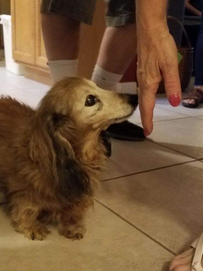 This Is Gracie The Long-Haired Dachshund, Age 18 And Still Walking Around Happy