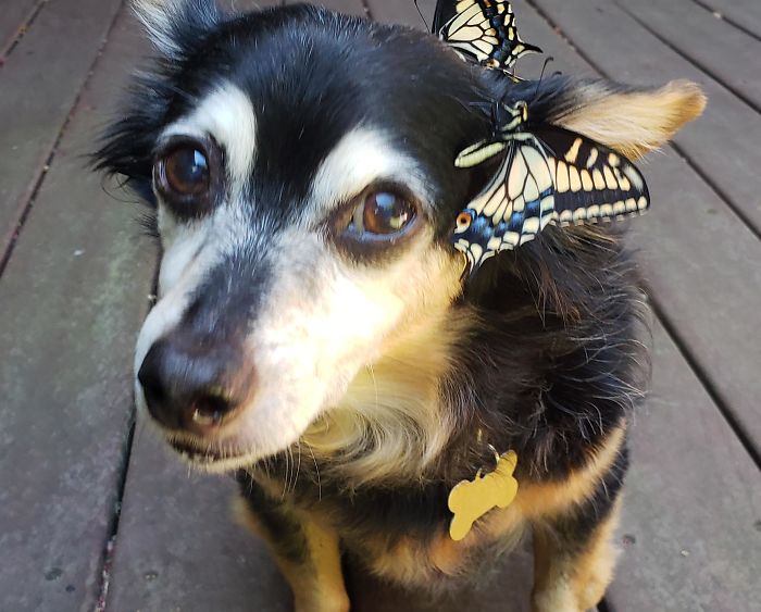 Our Butterflies Hatched On Our 14-Year-Old Puppy's Birthday