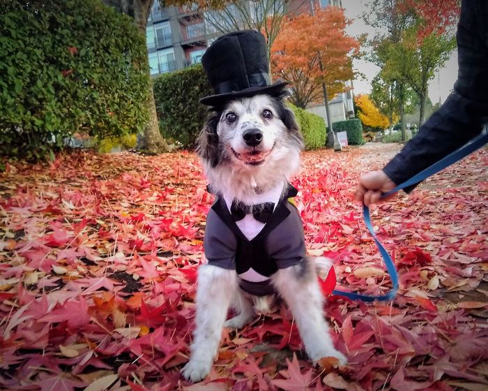 An Age-Appropriate Halloween Costume For Our 17-Year-Old Puppy Boy, Who Is 700 In Vampire Years