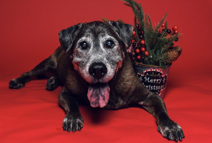 Stubz’s (15) Christmas Card Photo Taken. Every Year We Think It Will Be His Last So I Am Always Sure The Get The Best Photos Of Him
