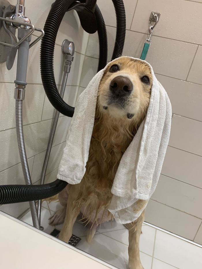 My 11-Year-Old Puppy Has A Wash