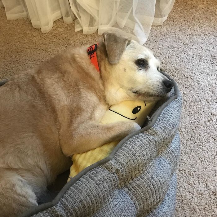 Tessa Is 20 Years Old And Still Snuggles With Her Stuffed Banana