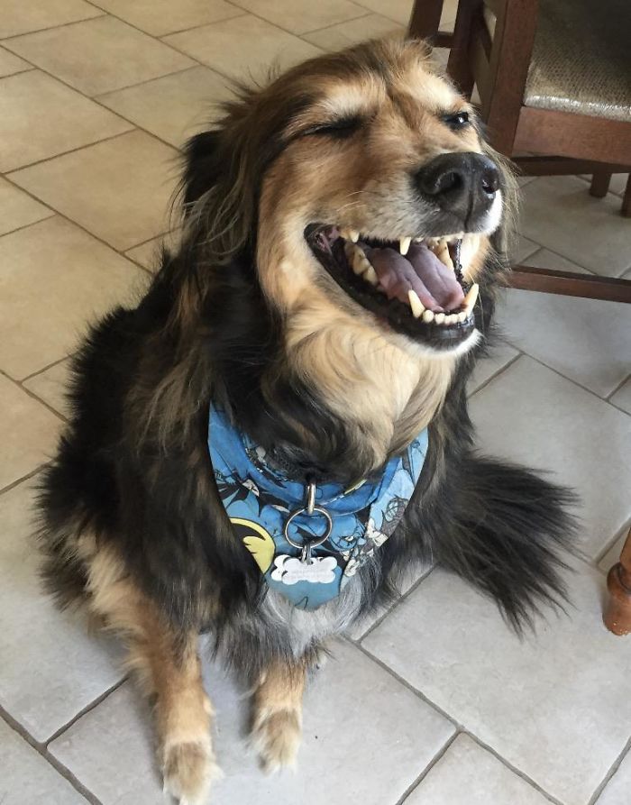 12-Year-Old Lucky Giving His Best Smile