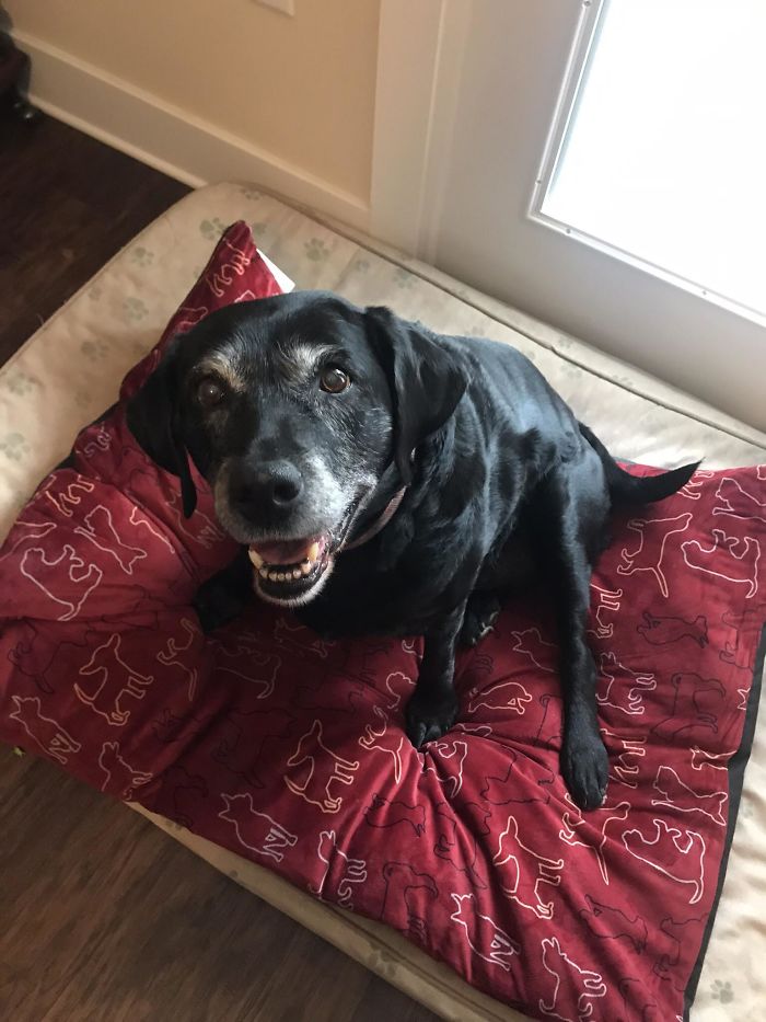 This Is My Old Girl Gabby! She’s A Beautiful (Almost 13 Yr Old) Labrador Retriever And My Absolute Best Friend