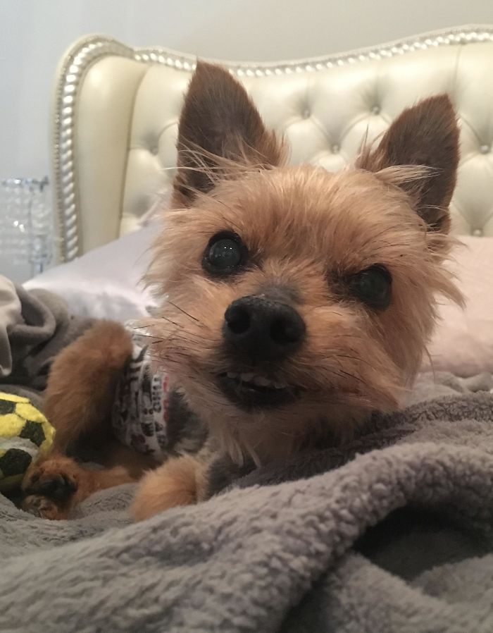 My 12-Year-Old Yorkie Has Heart Failure But Still Wakes Up With This Derpy Smile On His Face Every Morning