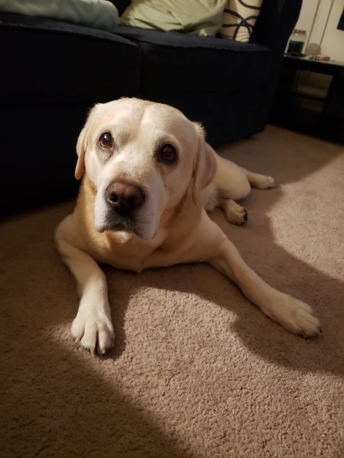 My Old Man Kilo (10) That I Just Adopted. He May Move Slow But His Tail Never Stops Wagging!
