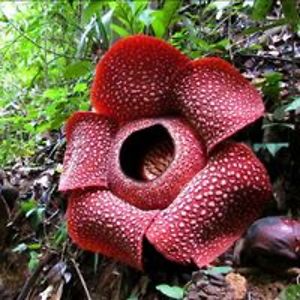 Rafflesia Sumatran