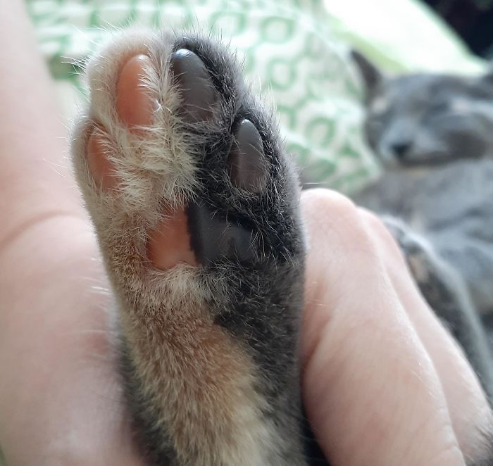 The Color Of My Kitten's Foot Is Split Down The Middle