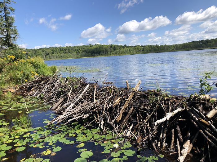This Is What A Beaver Dam Looks Like