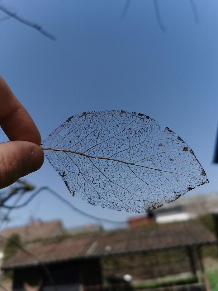 I Found A Leaf With Only Its Vein System Left