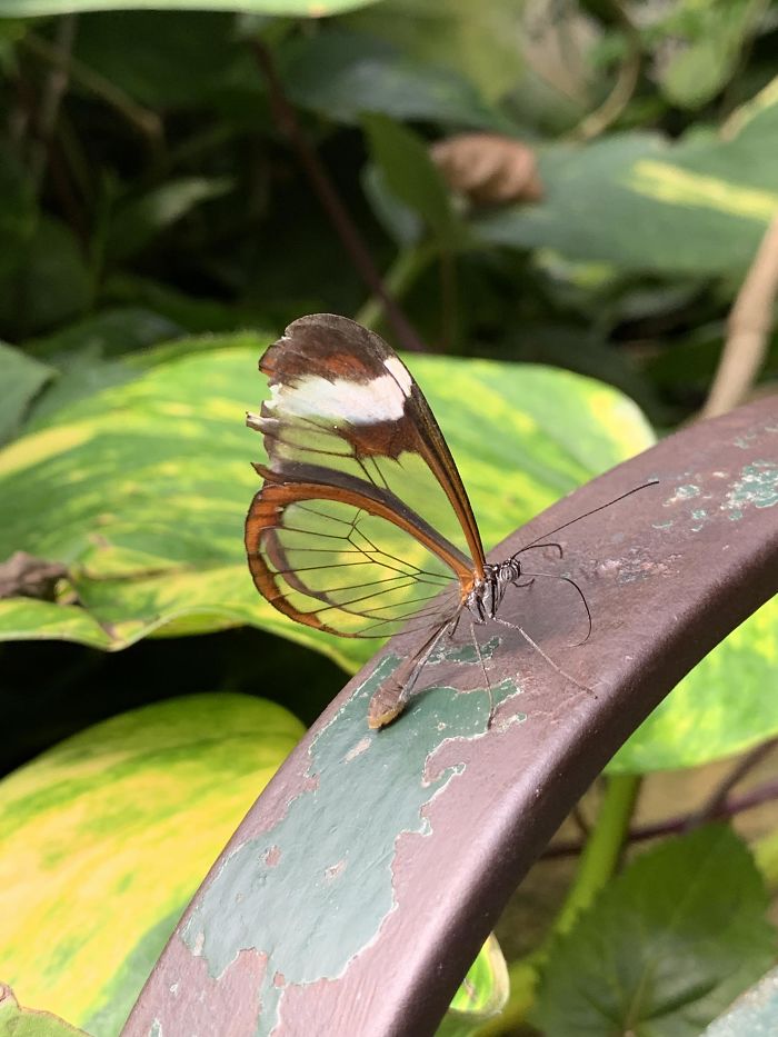Esta mariposa con alas transparentes
