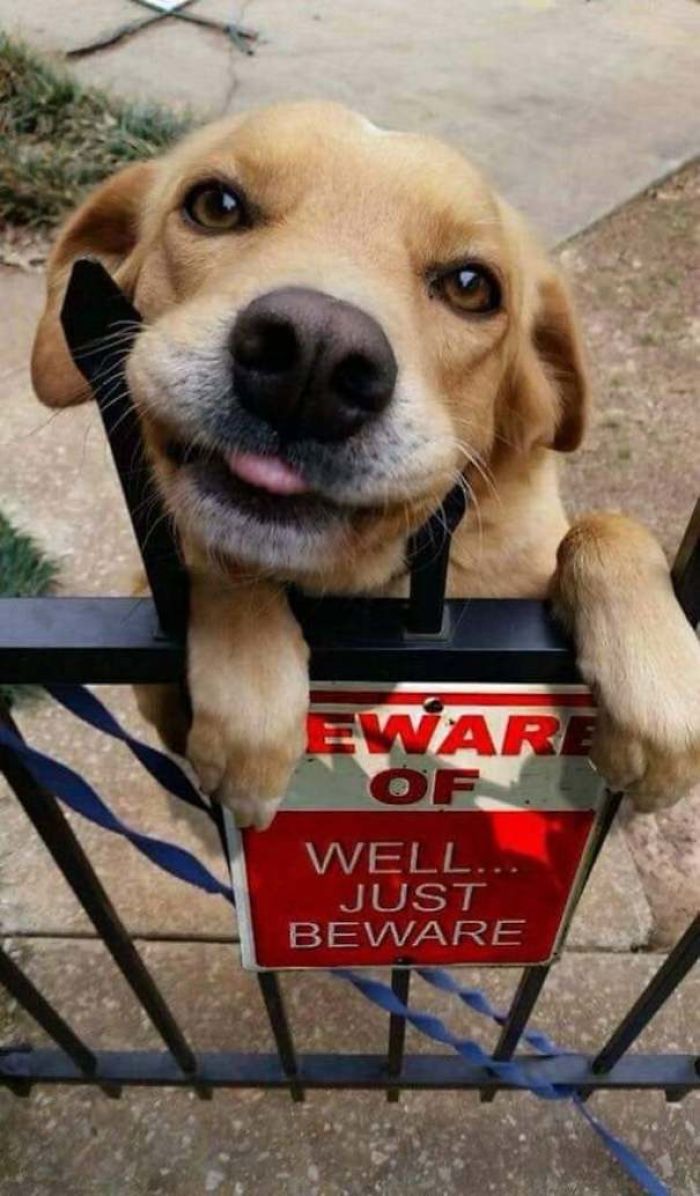 Beware Of The Dog !