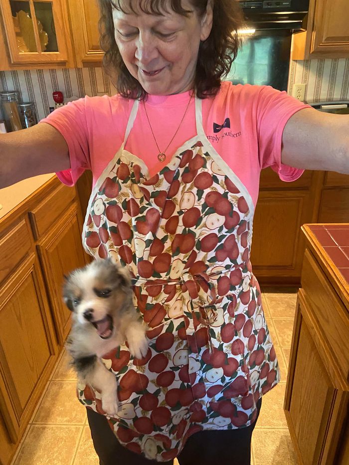 My Mom Puts Their Puppy In Her Apron Pocket When She Preps Dinner And I’m Not Sure Who Enjoys It More