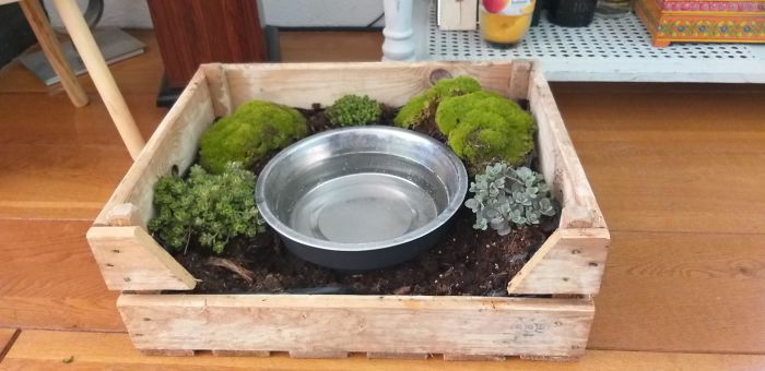 My Dog Rolo Has Always Been A Messy Drinker, My Girlfriend Turned His Water Bowl Into A Moss Garden To Keep The Place Tidy