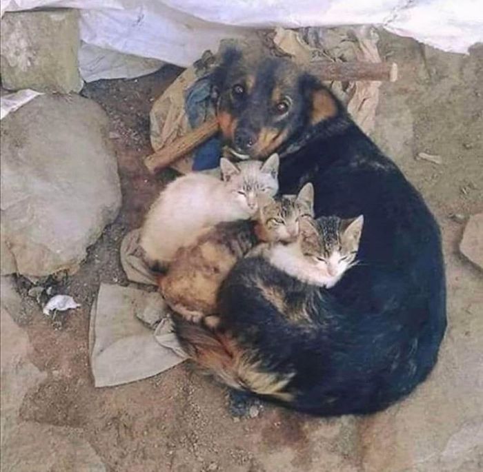 Stray Dog Looking After Stray Kittens