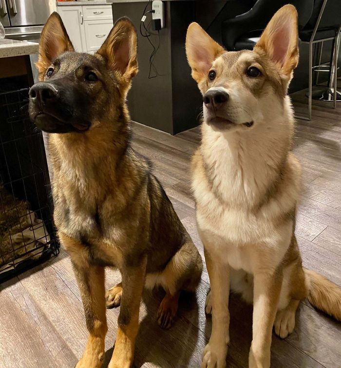 Here Are Hunter And Oliver. They Are Brothers (7 Months Old) And Very Good Boys.