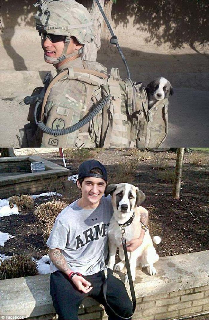Puppy Found In Combat- Before And After