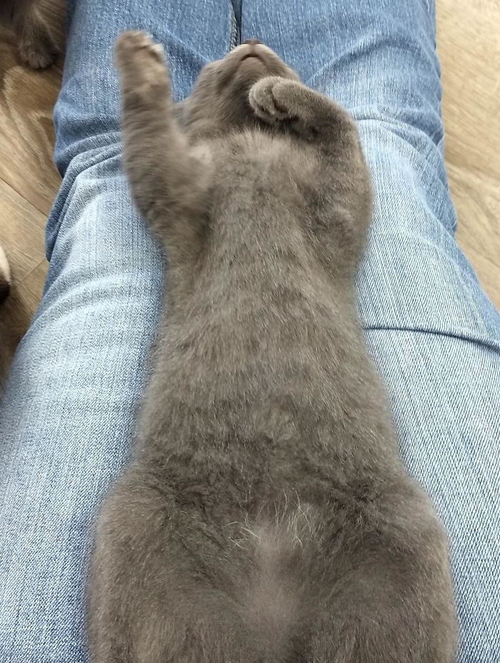 Went To A Cat Rescue/Cafe Yesterday. This Lil Dude Fell Sound Asleep Like This.