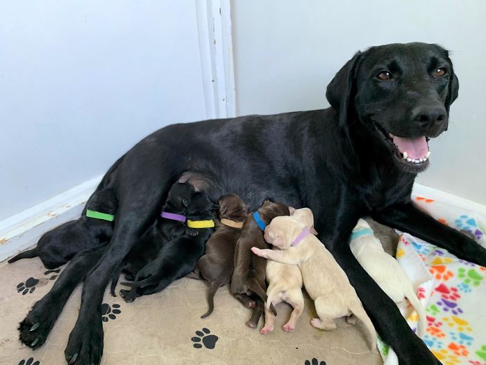 My Foster Mama Ellie Had Her Babies Yesterday - Apparently She Came With A Whole Lab Sampler Pack!
