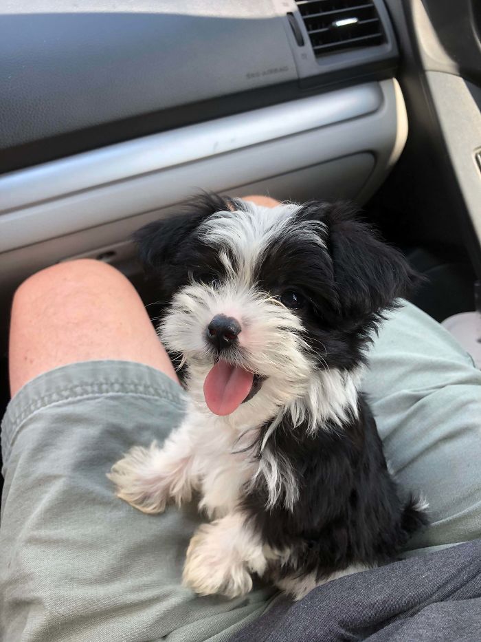 This Is Sadie! We Drove Three Hours To Pick Her Up And We Love Her Already!!