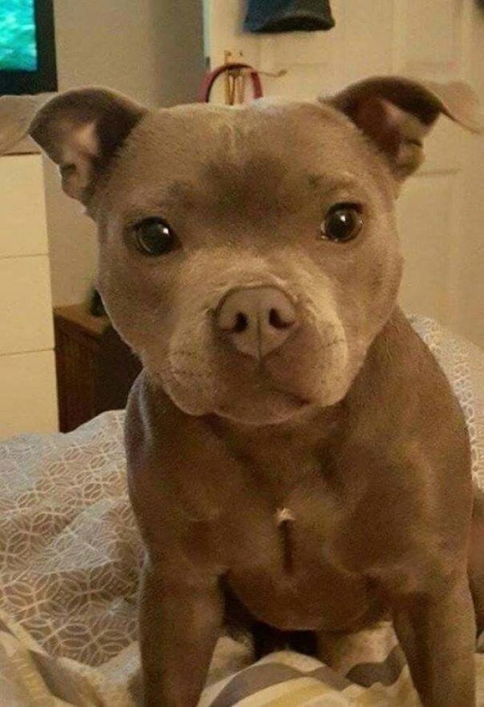 Pitbull Puppy 😍