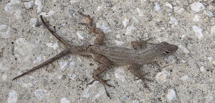 I Found A Lizard With 2 Tails In My Driveway This Morning