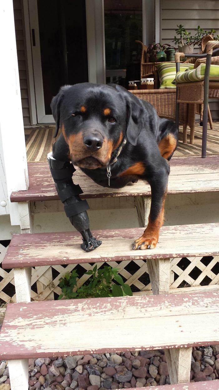 Here Is A Great Picture Of Jerry Hanging Out On The Porch In His Prosthesis. Jerry Was A Rescue Dog Who Had His Device Made In 2011, He Now Enjoys Spending Quality Time With His Family In NY