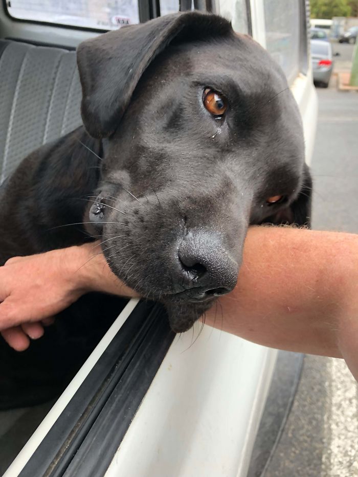 My Best Mates Hound (Bella). Hadn’t Seen Her In About 6 Months. She Was Napping In The Car, Realised Who It Was And Looked Me In The Eyes Then Just Flopped Onto My Arm Like That. Easily One Of My Loveliest Doggo Moments