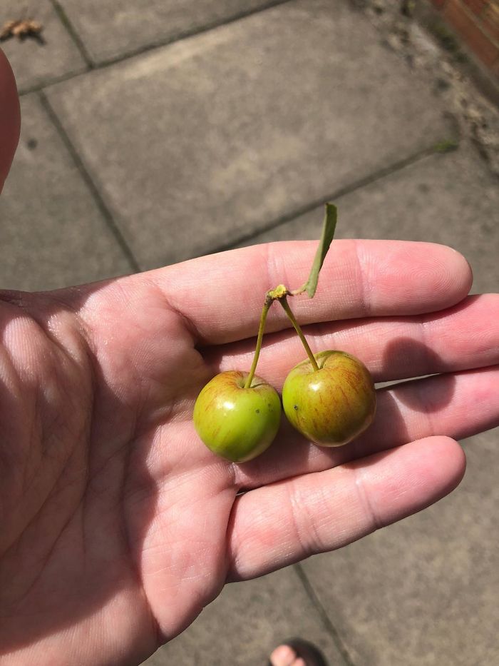 Small Apples That Look Like Cherries