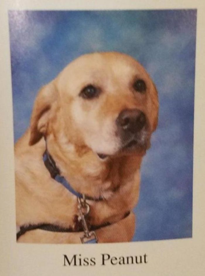 A School's Therapy Dog, Miss Peanut, Got Included In Their Yearbook!