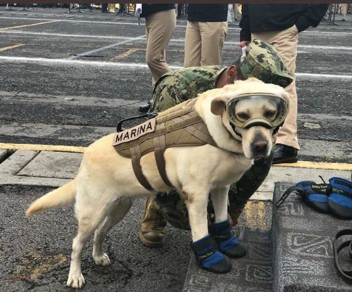 This Is "Frida", She Has Saved 60 People So Far In Her Career
