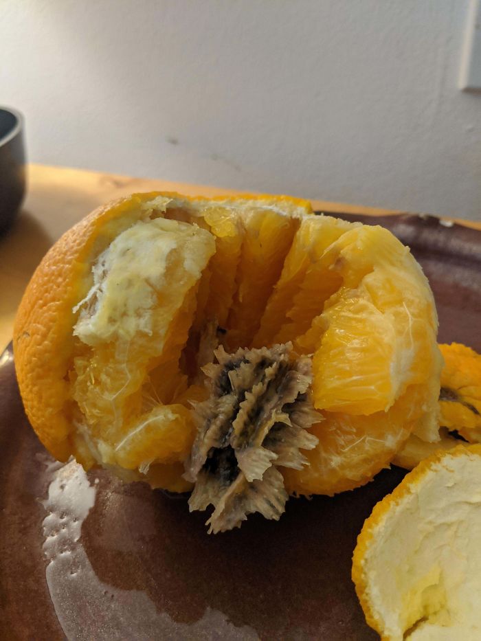 I Started To Peel And Separate This Orange Into Segments When I Found This Inside. Its Ridges Were Growing Between The Orange Segments Where Pith Would Normally Be. What Is It?