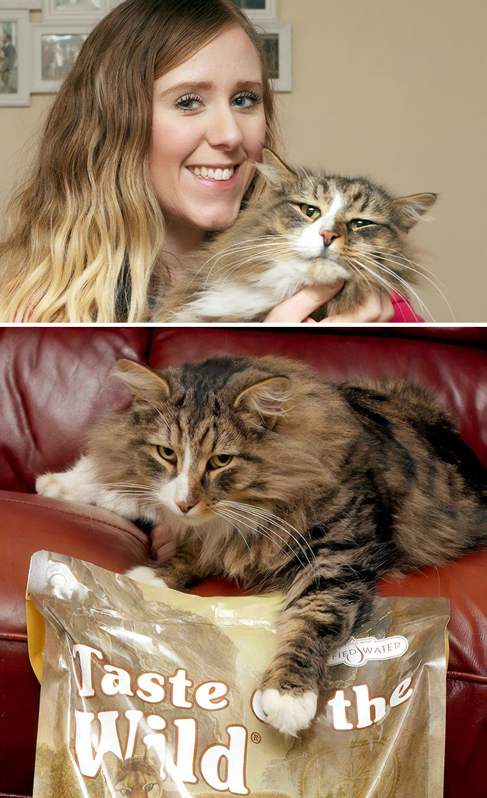 After 14 Months Owner Finds Her Missing Cat Twice The Size, Turns Out He Was Living In A Pet Food Factory