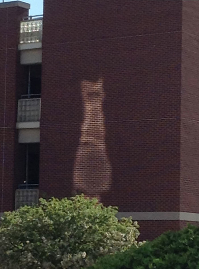 The Way The Glass From One Building Reflects Onto The Brick Into The Image Of A Cat.
