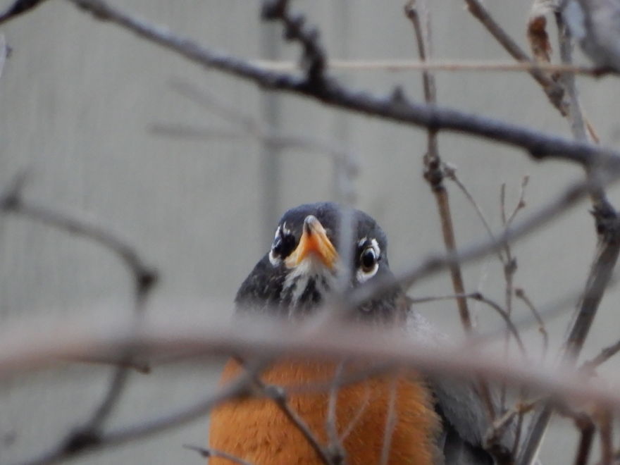 Backyard Birds