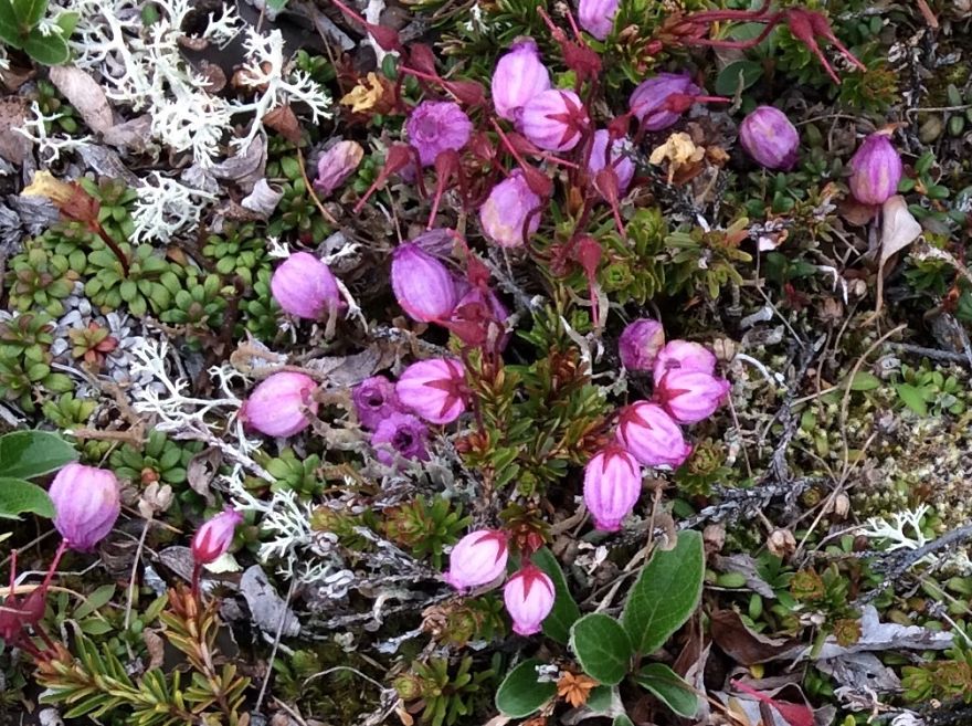 Alaskan Tundra Flowers!