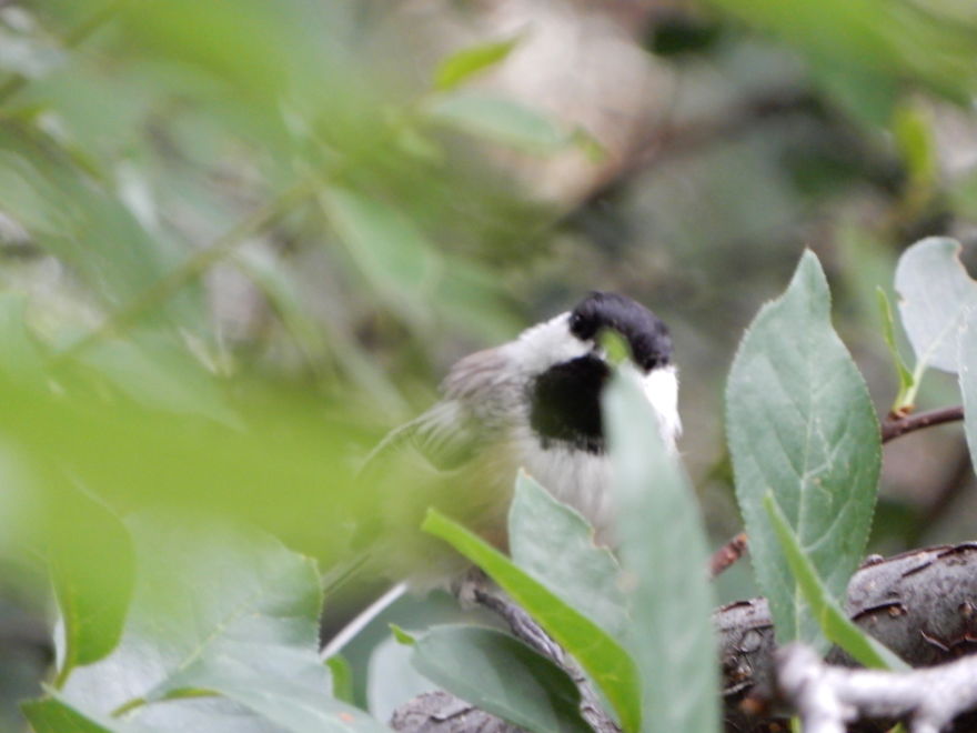 Backyard Birds