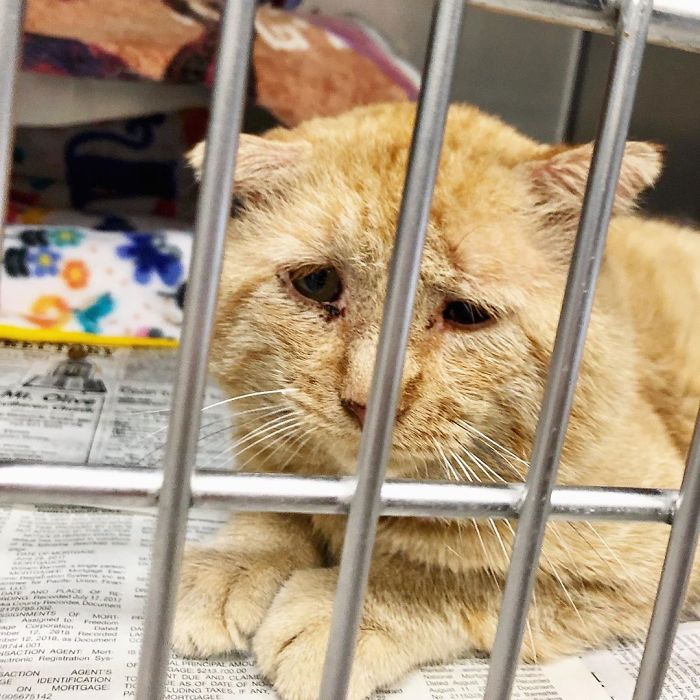 After Convincing Landlord, Woman Brings The Saddest Stray Cat Home, A Year Later, He’s Unrecognizable
