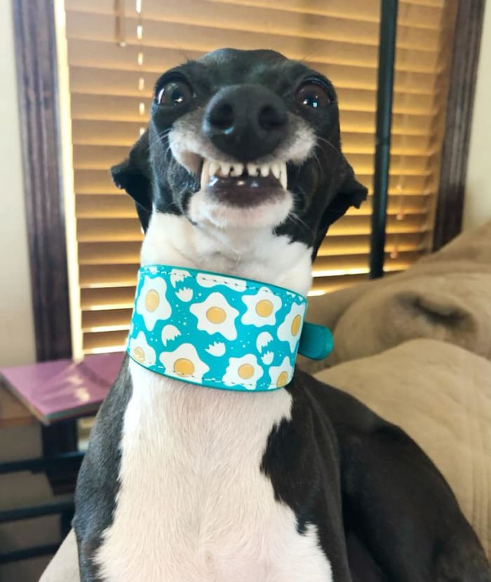 Woman Is Stuck At Home Due To Her Chronic Illness, So She Gets Herself A Dog That Has Funny Human-Like Expressions (30 Pics)