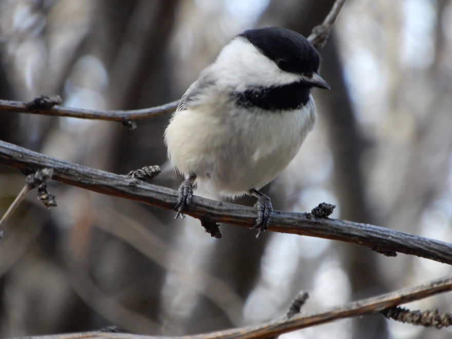 Backyard Birds