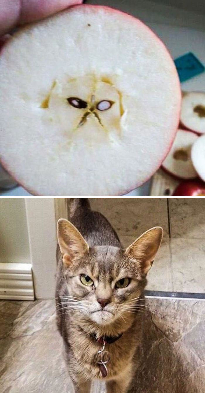 Grumpy Cat In My Apple
