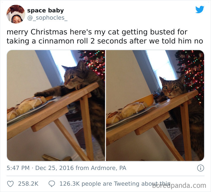 Feliz navidad, aquí está mi gato pillado por robar un rollito de canela 2 segundo después de decirle que no